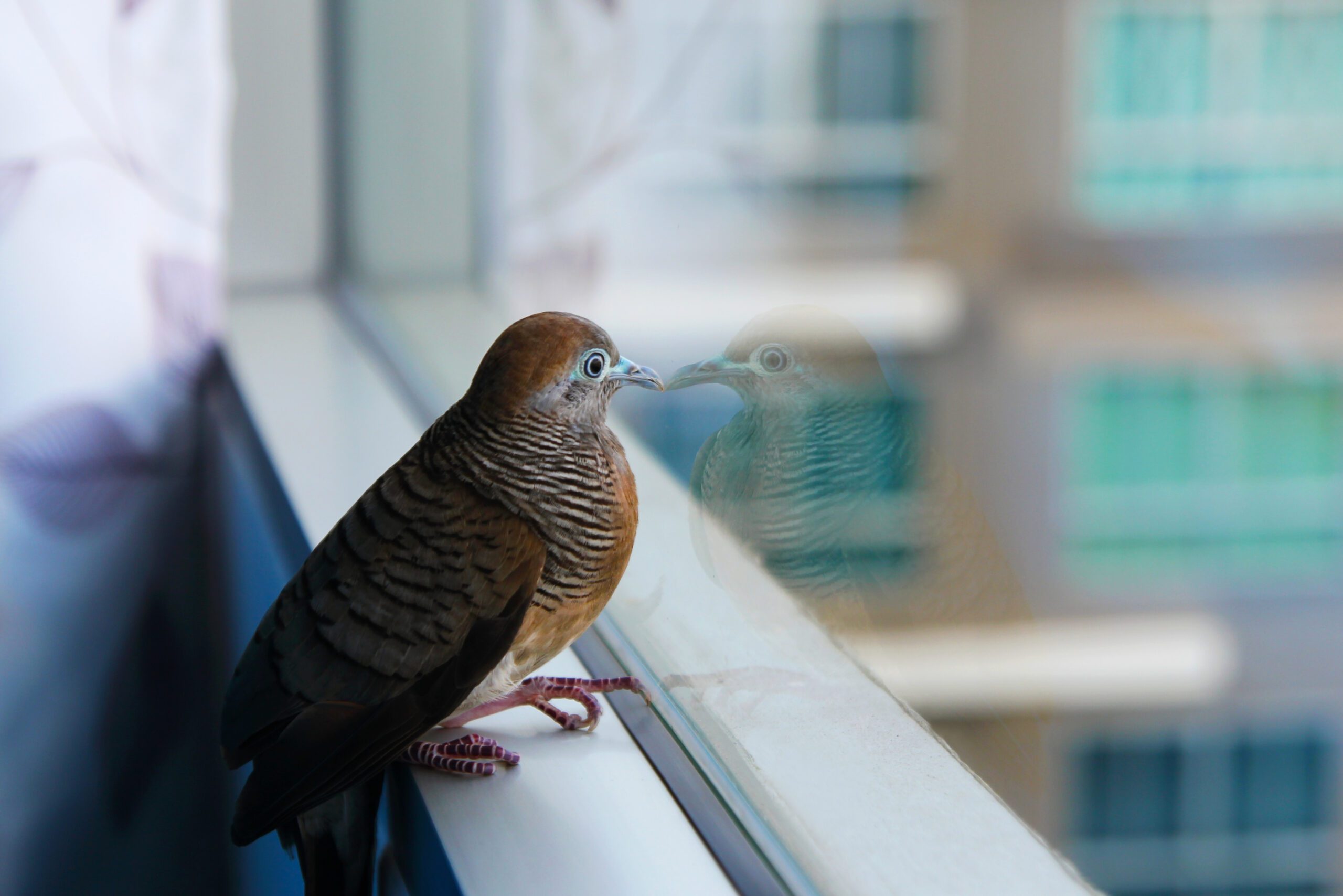 bird safety window film sacramento