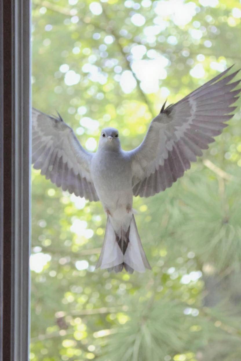 Bird approaching window glass demonstrating bird strike risk in Sacramento